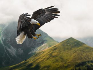 aves más grandes