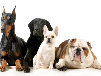 razas de perros más populares