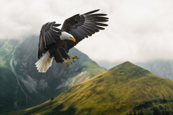 aves grandes aves grandes