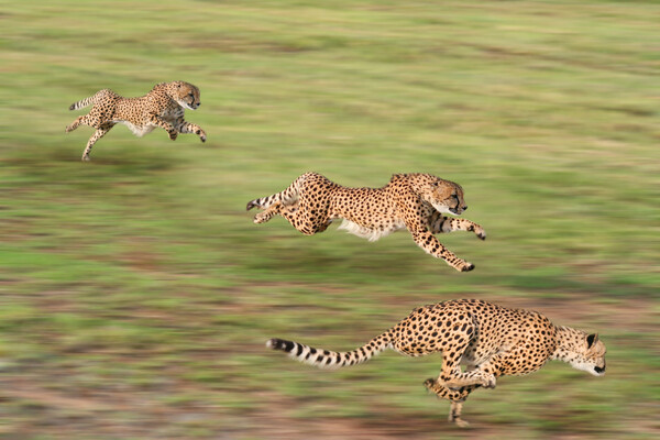 Animales mas rapidos Animales mas rapidos