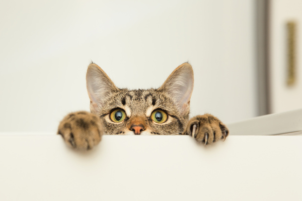 raças de gatos raças de gatos
