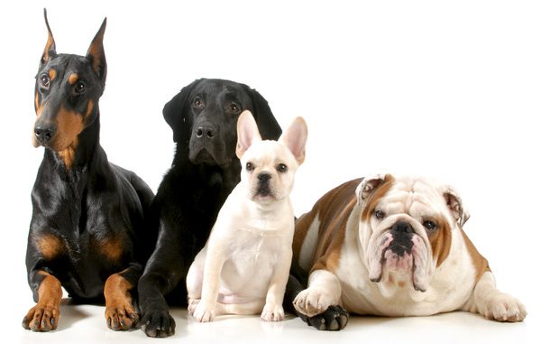 most popular dog breeds