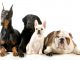 most popular dog breeds