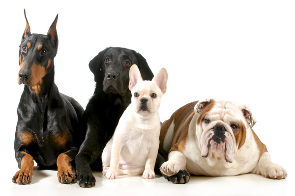 most popular dog breeds