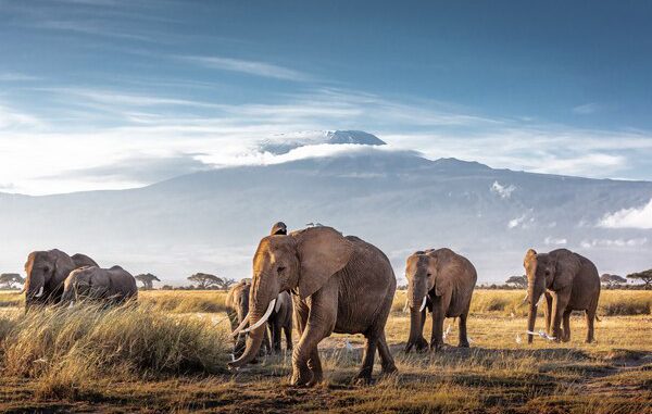 tallest Animals