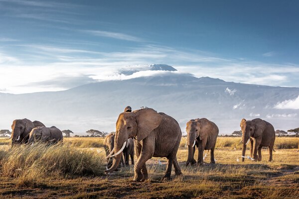 tallest Animals