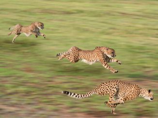 fastest animals
