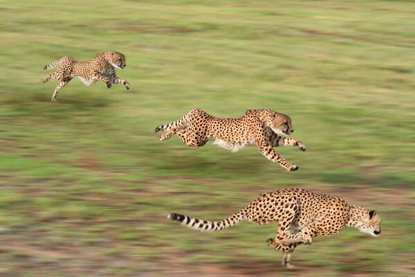 fastest animals