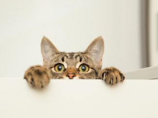 最受欢迎的猫品种
